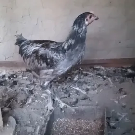 GUŞLAR