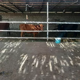 Göleli sygyrlar/öküzler