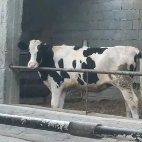 Galişdeýin Tuwe
