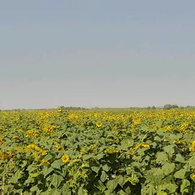 Gunebakar çigit 10