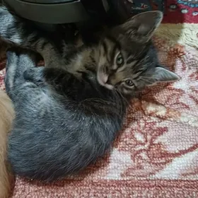 котёнок  в добрые руки