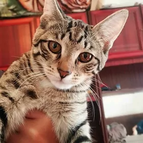 кошка