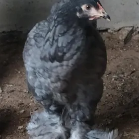 Brama
