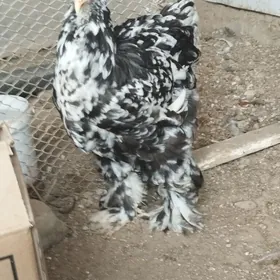 Brama
