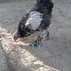 Brama silver