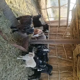 Çebişler, geçiler
