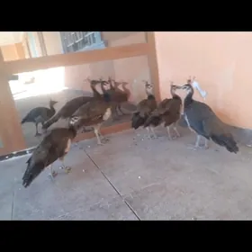tawus