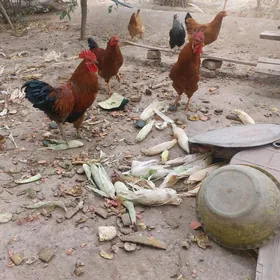 horazlar