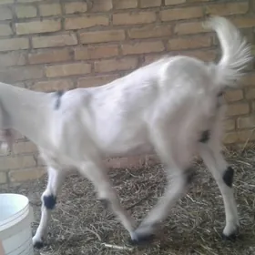 Пакистан овлак