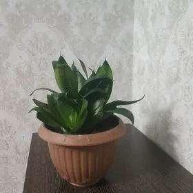 gül цветы òy guli