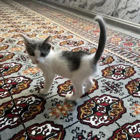 котята