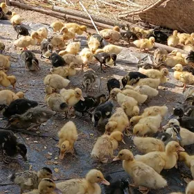 ýaşylbaş ördek jüýje