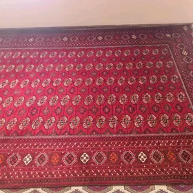 pasuda haly alyan