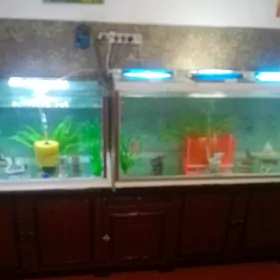АКВАРИУМЫ