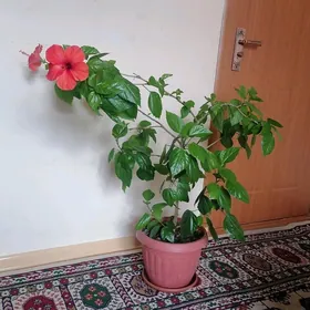 китайская роза