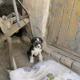 Щенята в добрые руки