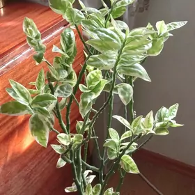 педилантус