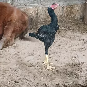 Taşgent juje şamon