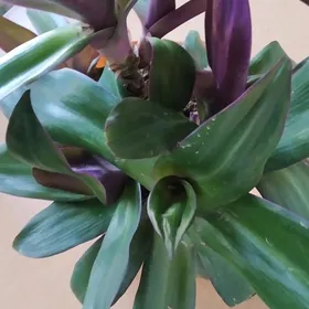 Цветок комнат