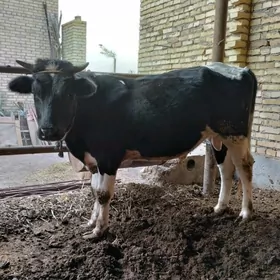 german parodny tohum öküz