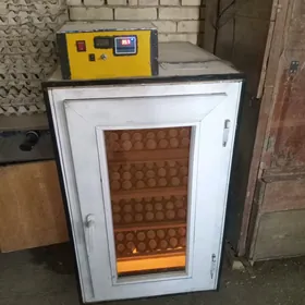 inkubator
