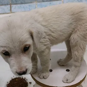 Щенок, самец, не крупный