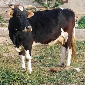 sygyr
