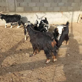 geçi