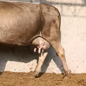 Gbrit Göleli Sygyr 4 nji garny