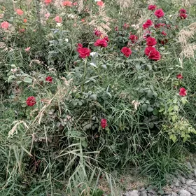 Bägül