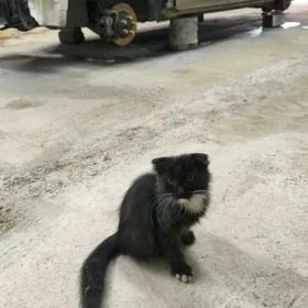 Котёнок Шотландский вислоухий