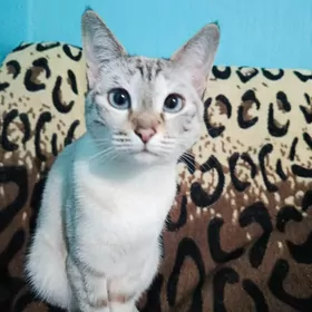 Кошка