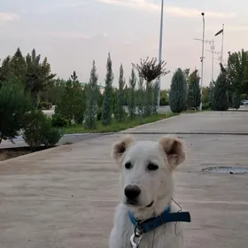 Alabay turkmen it