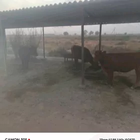 iki guljyn  bowaz mal bir okuz