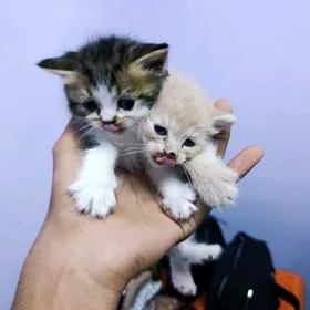 шатланский кошки