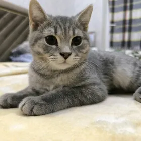 Scotland dik gulak oglan