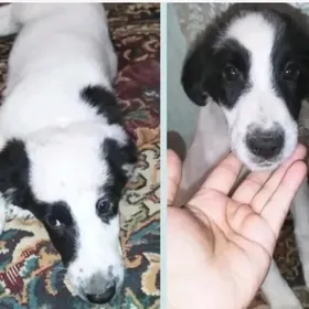 Пристраиваются щенки