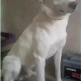 собака