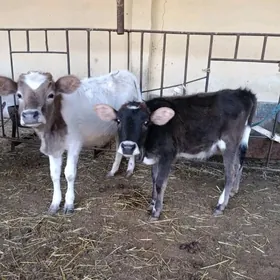 iki sany şwes tüwe