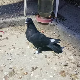 kepderi кепдери голуб