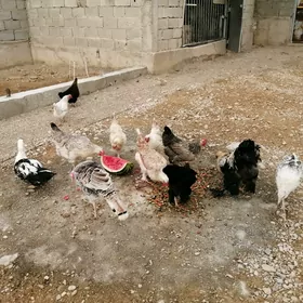Tawuk