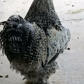 brama arasa