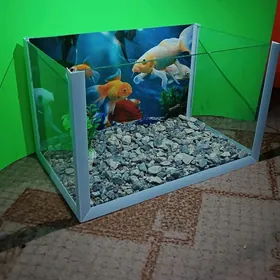 Akwaryum