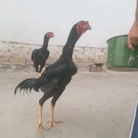 horaz