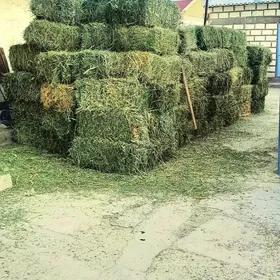 yorunja