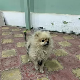 шпиц порода собака