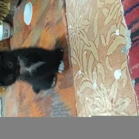 кошка веслаухий
