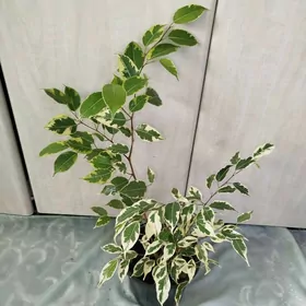 Фикус Бенджамин пестрый