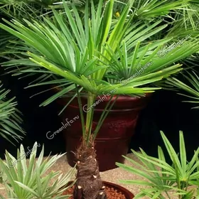 Трахикарпус