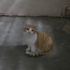 котёнок,pisik